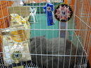 At his second show, he won best domestic neuter! :)