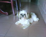 Kiki - Shih Tzu Dog