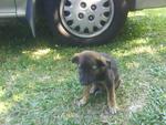 2 Abandoned Puppies  - Rottweiler Mix Dog