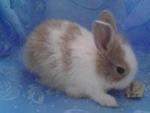 Brown - Dutch + Angora Rabbit Rabbit