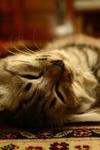 Sweet Baby - Siberian Cat