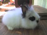 Angora Rabbit - Angora Rabbit Rabbit