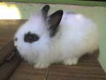 Angora Rabbit - Angora Rabbit Rabbit