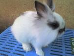 Angora Rabbit - Angora Rabbit Rabbit