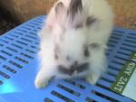 Angora Rabbit - Angora Rabbit Rabbit