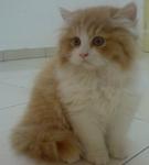 Sunny Reveira - Domestic Long Hair Cat