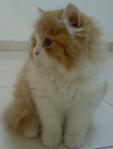 Sunny Reveira - Domestic Long Hair Cat