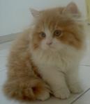 Sunny Reveira - Domestic Long Hair Cat