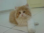 Sunny Reveira - Domestic Long Hair Cat