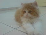 Sunny Reveira - Domestic Long Hair Cat