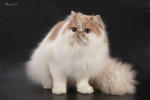 Angel - Persian Cat