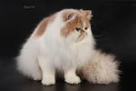 Angel - Persian Cat