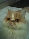 Angel - Persian Cat