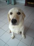 Jerry - Labrador Retriever Dog