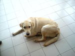 Jerry - Labrador Retriever Dog