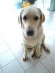 Jerry - Labrador Retriever Dog