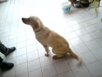 Jerry - Labrador Retriever Dog