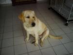 Jerry - Labrador Retriever Dog