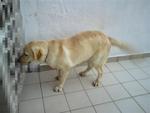 Jerry - Labrador Retriever Dog