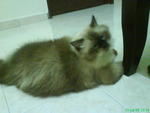 Ku-kie - Domestic Long Hair Cat