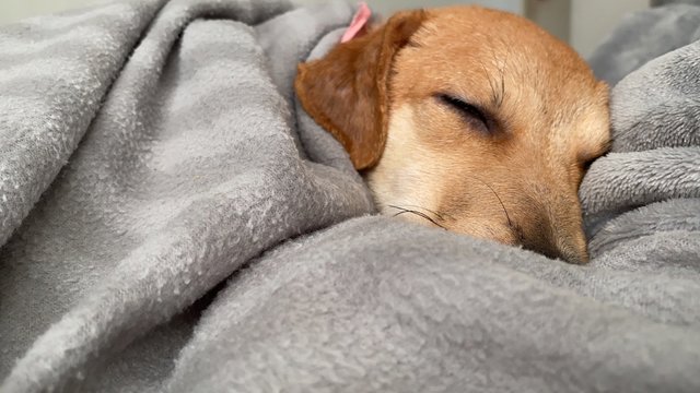 Bailey  - Golden Retriever Mix Dog