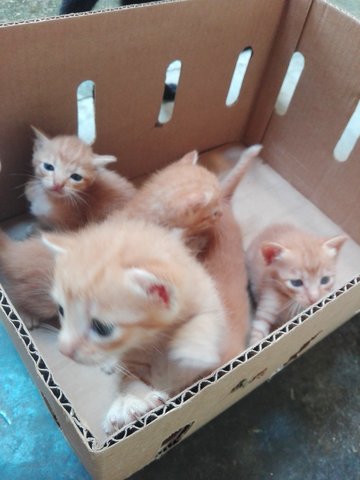 5 Orange Kittens - Domestic Short Hair Cat