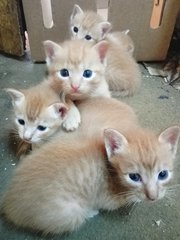 5 Orange Kittens - Domestic Short Hair Cat