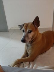 Mia - Mixed Breed Dog