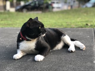 ❤️maximus❤️ - Domestic Short Hair Cat