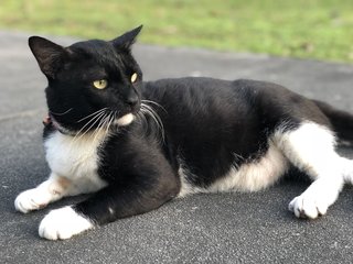 ❤️maximus❤️ - Domestic Short Hair Cat