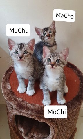 Mochi Muchu Macha - Domestic Short Hair Cat