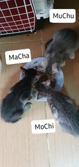 Mochi Muchu Macha - Domestic Short Hair Cat