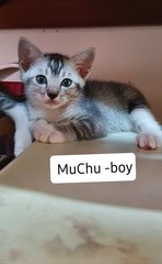 Mochi Muchu Macha - Domestic Short Hair Cat