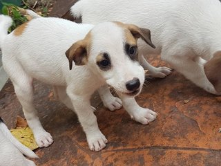 The P Family - Mixed Breed Dog