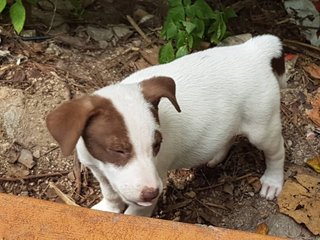 The P Family - Mixed Breed Dog