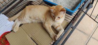 Ginger Tom Cat - Domestic Short Hair Cat