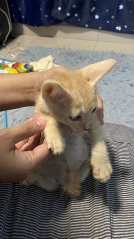 Orange - Domestic Short Hair Cat