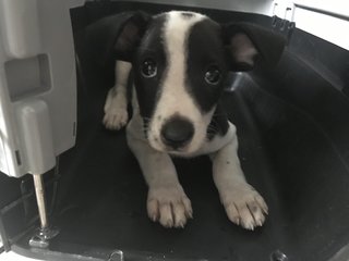 Oreo C - Hound Mix Dog