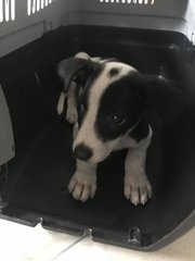 Oreo C - Hound Mix Dog