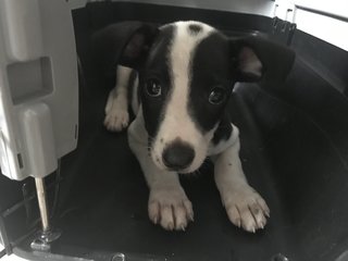 Oreo C - Hound Mix Dog