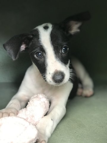 Oreo C - Hound Mix Dog