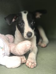 Oreo C - Hound Mix Dog