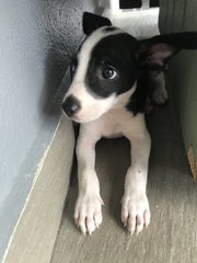 Oreo C - Hound Mix Dog