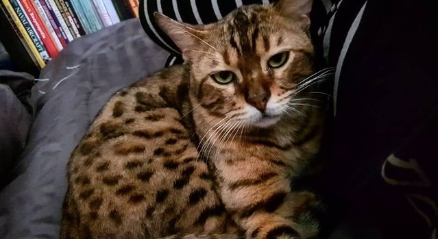 Nawee - Bengal Cat