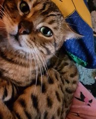 Nawee - Bengal Cat