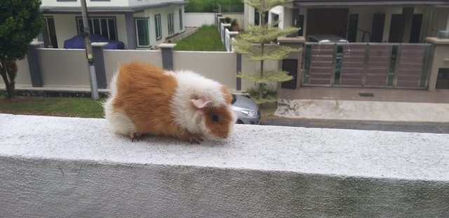 Guinea Pig  - Guinea Pig + Gerbil Small & Furry