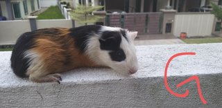 Guinea Pig  - Guinea Pig + Gerbil Small & Furry