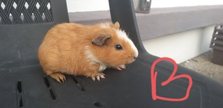 Guinea Pig  - Guinea Pig + Gerbil Small & Furry