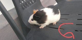 Guinea Pig  - Guinea Pig + Gerbil Small & Furry