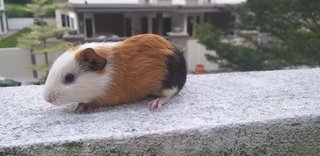 Guinea Pig  - Guinea Pig + Gerbil Small & Furry